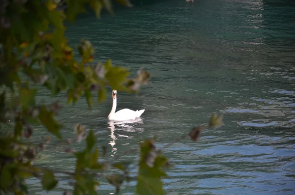 Labuť na modré jezero vody ve slunečný den — Stock fotografie