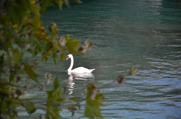 Labuť na modré jezero vody ve slunečný den — Stock fotografie