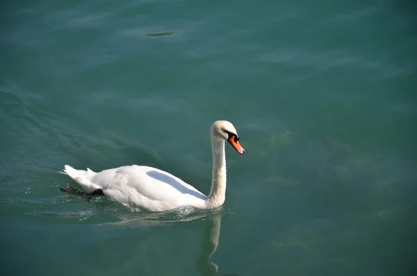 Swan on blue lake water in sunny day — Stock Photo, Image