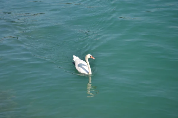 Cisne en el agua azul del lago en el día soleado —  Fotos de Stock