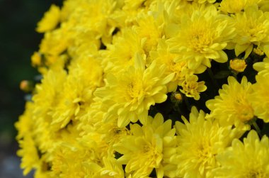 krizantem çiçekler closeup çiçek 