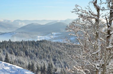 kış arka plan mavi gökyüzü karşı çam ağaçları ile
