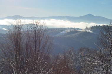 Karla kaplı ağaçlarla kaplı kış manzarası