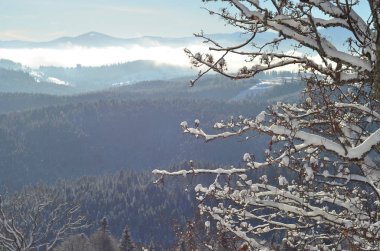 Karla kaplı ağaçlarla kaplı kış manzarası
