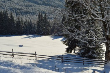 Karla kaplı ağaçlarla kaplı kış manzarası