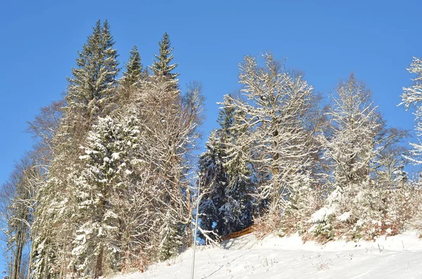 Fondo de invierno con pinos contra el cielo azul — Foto de Stock