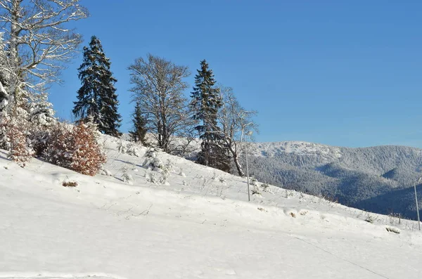 Зимовий фон з сосновими деревами на фоні блакитного неба — стокове фото