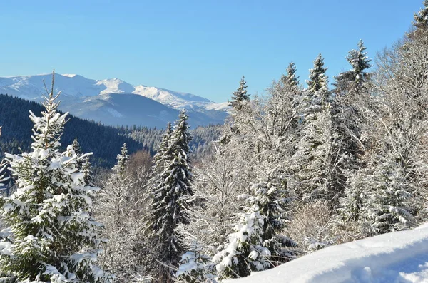 Karla kaplı ağaçlarla kaplı kış manzarası — Stok fotoğraf