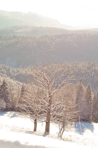 Paisagem de inverno com árvores cobertas de neve — Fotografia de Stock