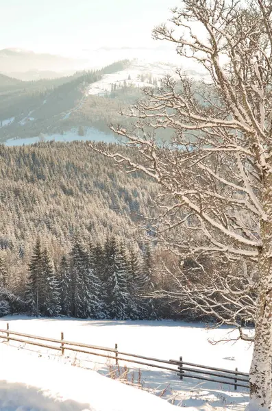 Winter landscape with snow covered trees Royalty Free Stock Photos