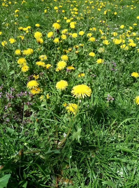 緑の芝生のフィールドでタンポポ — ストック写真