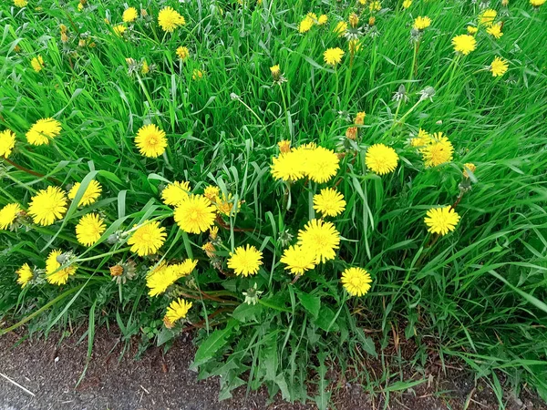 タンポポのフィールド。黄色の花の春の野. — ストック写真