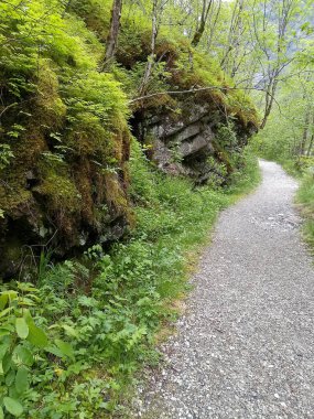 Yeşil doğa arka plan kopya alanı ile