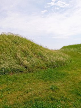 yeşil çim doğa arka plan.