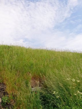 Mavi gökyüzü karşı yeşil çim alan. Doğa arka plan.