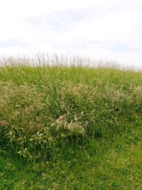 Mavi gökyüzü karşı yeşil çim alan. Doğa arka plan.