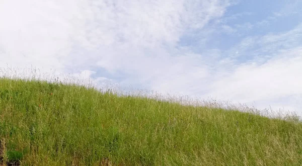 Mavi gökyüzü karşı yeşil çim alan. Doğa arka plan.