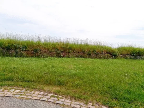 Mavi gökyüzü karşı yeşil çim alan. Doğa arka plan.