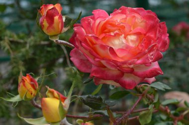 Gül bahçesinde yakın çekim