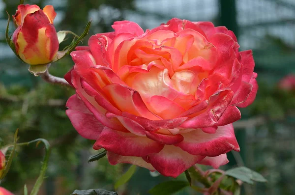 Gül bahçesinde yakın çekim