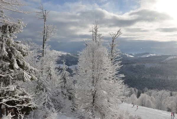 Казковий Зимовий Гірський Фон Ялинками Снігу — стокове фото