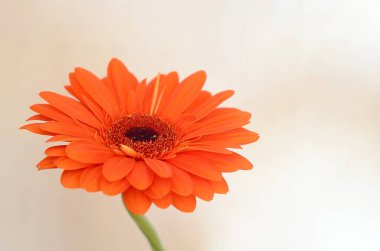 Gri arkaplanda turuncu gerbera