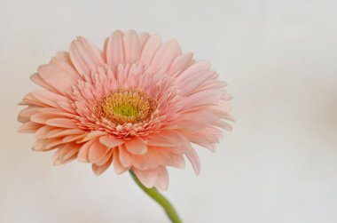 Gri arkaplanda pembe gerbera