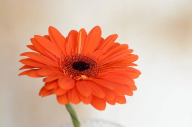 Çiçek ve taç yapraklarından oluşan yakın çekim gerberası 