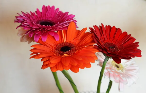 Kytice Jasných Čerstvých Gerber Květin — Stock fotografie