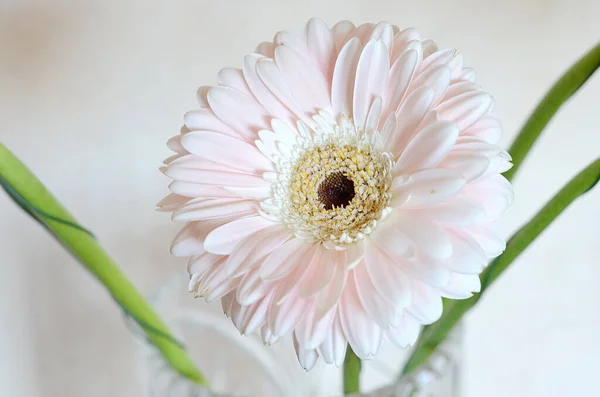 Zbliżenie Gerbera Kwiatów Płatków — Zdjęcie stockowe