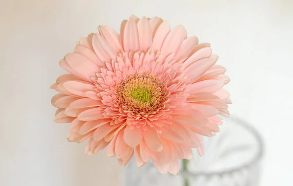 花や花びらの密接なゲバラ — ストック写真