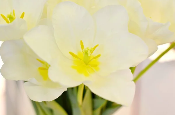 Witte Tulpen Close Achtergrond — Stockfoto