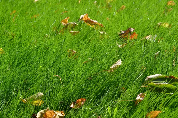 Erba Verde Sfondo Primo Piano Fresca Erba Verde Brillante Sul — Foto Stock