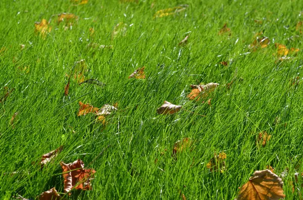 Zielona Trawa Tło Zbliżenie Świeżej Zielonej Trawy Trawniku Świeże Trawiaste — Zdjęcie stockowe