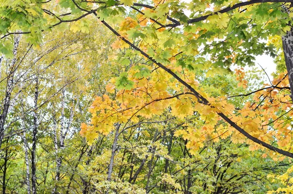 秋の公園 紅葉の公園の木々の上にカラフルな明るい葉 秋のカラフルな背景に 秋の背景 太陽フレア 美しい自然景観 — ストック写真