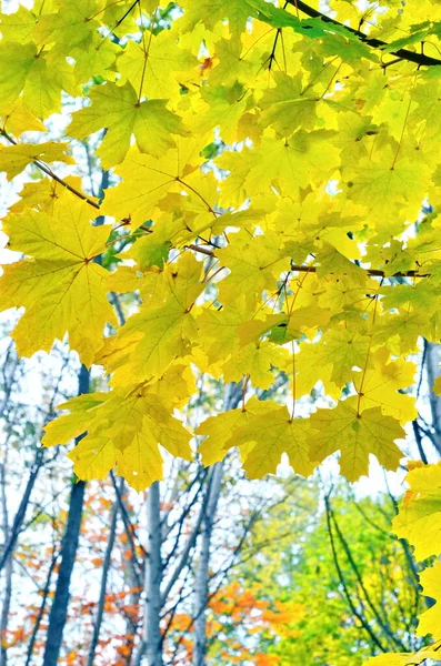 秋の公園の木々に黄色のカラフルな明るい葉 秋のカラフルな背景に 秋の背景 太陽フレア 美しい自然景観 — ストック写真