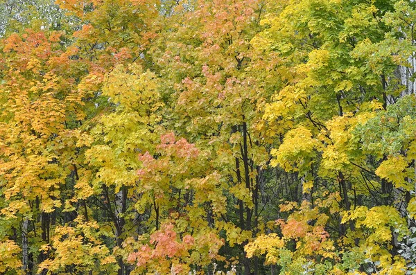 Automne Feuilles Lumineuses Colorées Sur Les Arbres Dans Parc Automne — Photo