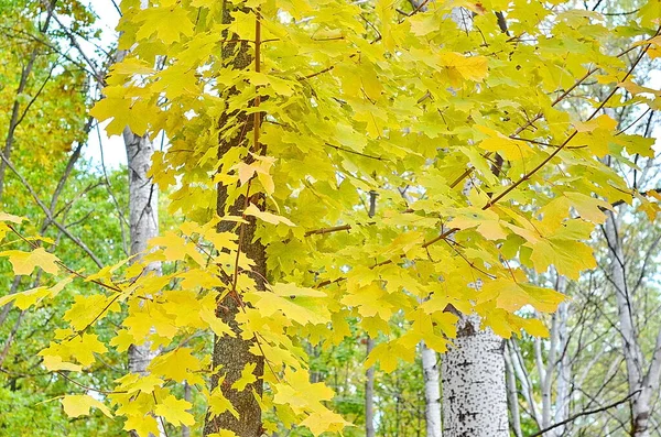 秋の公園の木々の上にカラフルな明るい葉 秋のカラフルな背景 美しい自然景観 — ストック写真