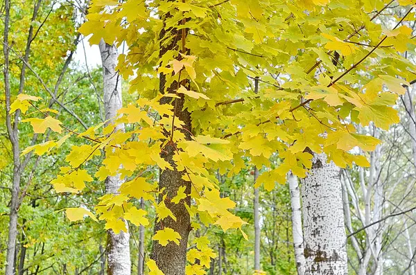 晴れた日に黄色のカエデの葉の閉鎖 秋のムードシーン 選択的焦点撮影 季節の秋の背景 — ストック写真