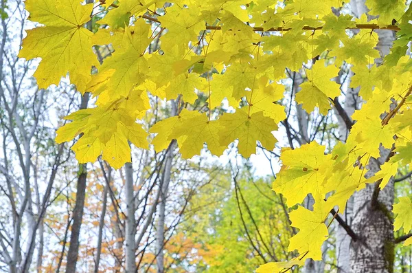 秋の公園の木々に黄色のカラフルな明るい葉 秋のカラフルな背景に バックライト付きで美しい自然コンセプト — ストック写真