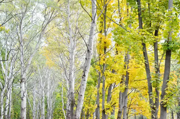 秋の公園の木々の上にカラフルな明るい葉 秋のカラフルな背景 美しい自然景観 — ストック写真