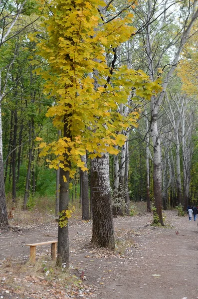 Gros Plan Feuille Érable Jaune Par Une Journée Ensoleillée Scène — Photo