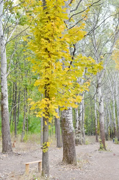 Parc Automne Avec Banc Solitaire — Photo