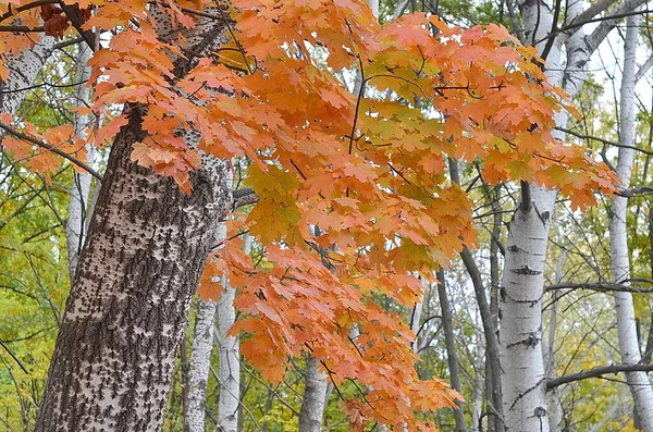 晴れた日に黄色のカエデの葉の閉鎖 秋のムードシーン 選択的焦点撮影 季節の秋の背景 — ストック写真