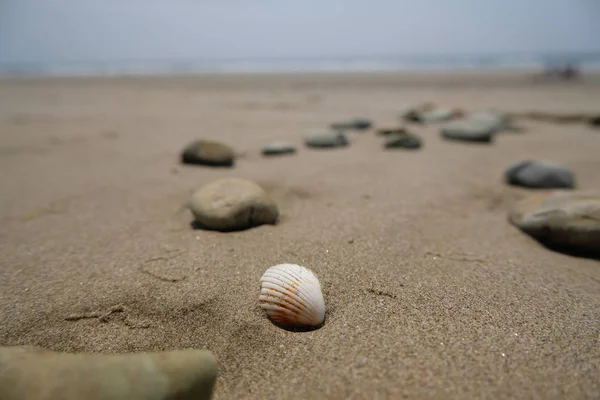 Deniz ve gökyüzü arkaplanlı kumlu sahilde kabuğu kapat
