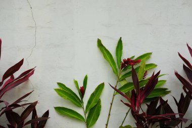 Beyaz arkaplan üzerindeki taze yeşil yapraklar sınır çerçevesi izole edildi.