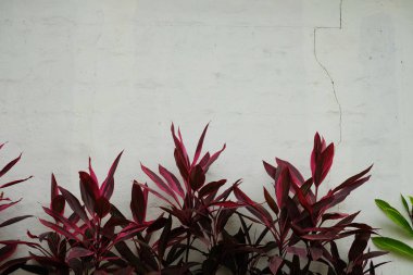 Beton çitin arkasında taze yeşil çimen