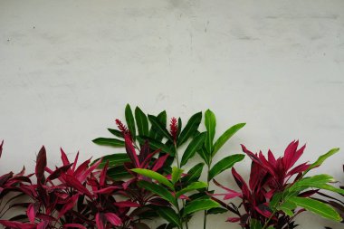 Beton çitin arkasında taze yeşil çimen