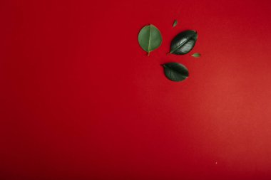 İncir ağacının yeşil yaprağı, kırmızı arka planda izole edilmiş plastik incir. Oda Bitkisi Dekorasyonu. Hipster Funky Biçimi kalın canlı renkler