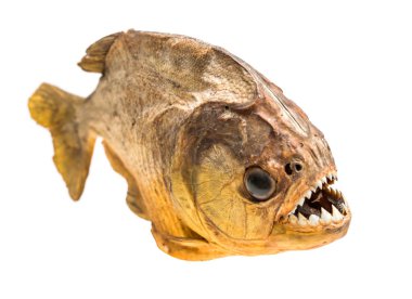 Piranha balık izole